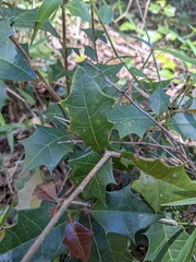 Alchornea ilicifolia