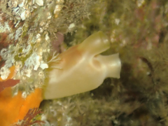 Halocynthia aurantium