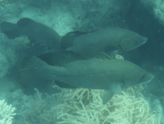 Psammoperca datnioides