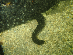 Stylasterias forreri