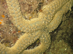 Stylasterias forreri