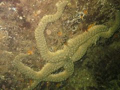 Stylasterias forreri