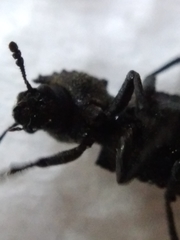 Lichenophanes spectabilis