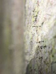 Chaenotheca laevigata