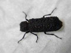 Lichenophanes spectabilis
