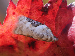 Acleris simpliciana