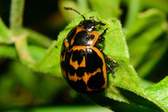 Platyphora congregata