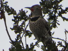 Colaptes auratus