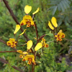 Diuris semilunulata