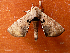 Apatelodes torrefacta