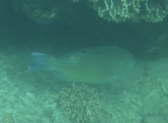 Choerodon schoenleinii