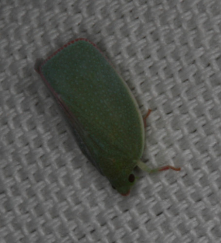 Siphanta acuta