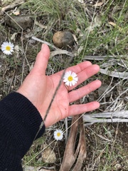 Brachyscome graminea