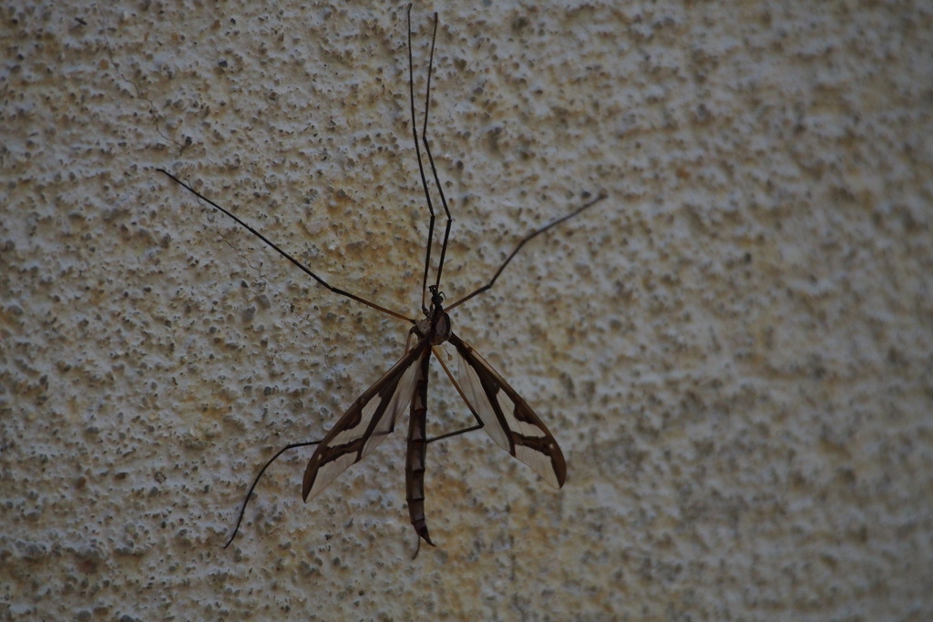 Pedicia gifuensis