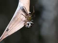 Phonognatha