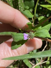 Rostellularia obtusa