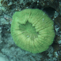 Lobophyllia vitiensis