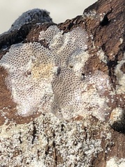 Jellyella tuberculata