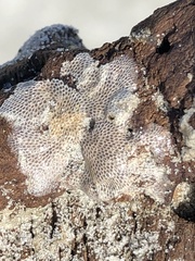 Jellyella tuberculata