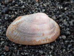 Barbatia novaezealandiae