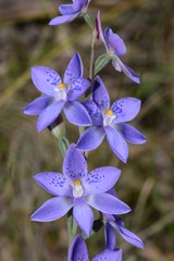 Thelymitra × truncata