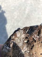 Jellyella tuberculata