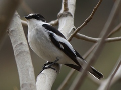 Ficedula semitorquata