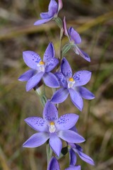 Thelymitra × truncata