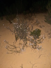 Conosperminae