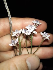 Conosperminae