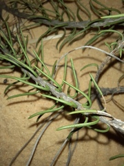 Conosperminae