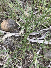 Brachyscome graminea