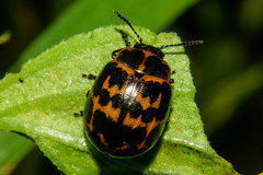 Platyphora congregata
