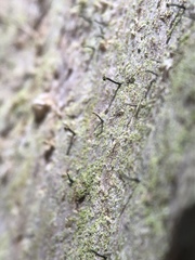 Chaenotheca laevigata