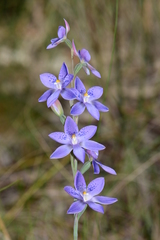 Thelymitra × truncata