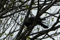 Corvus cornix