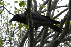 Corvus cornix