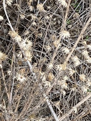 Erigeron linearis