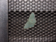 Comostola meritaria