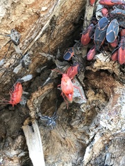 Boisea trivittata