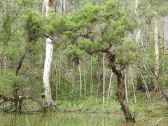 Melaleuca trichostachya