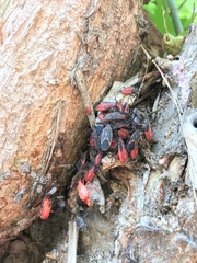 Boisea trivittata
