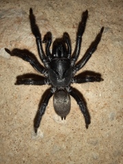 Anamidae