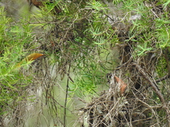 Melaleuca trichostachya
