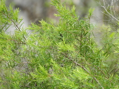 Melaleuca trichostachya