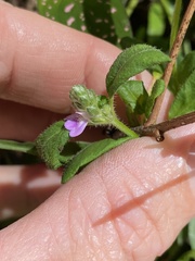 Rostellularia obtusa