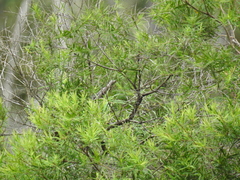 Melaleuca trichostachya