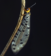 Myrmeleon erythrocephalus