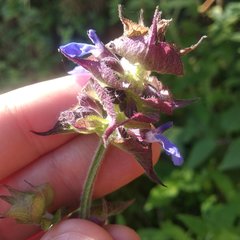 Salvia mocinoi