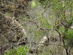 Melaleuca trichostachya